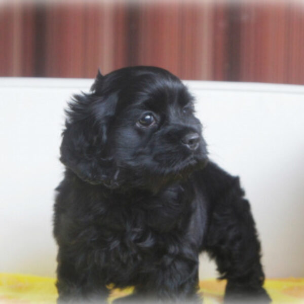 アメリカンコッカースパニエル・タンゴ・3 | 【公式】子犬の