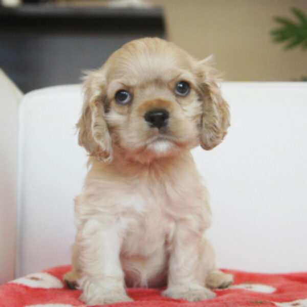 アメリカン・コッカー・スパニエル・心愛（ここあ）・1 | 【公式