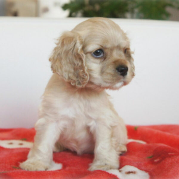 愛犬ここあ　専用出品 犬 あごのせ枕 ペット あごのせクッション 快適サポート あご