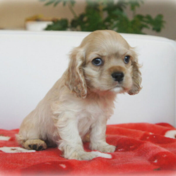 アメリカン・コッカー・スパニエル・心愛（ここあ）・1 | 【公式