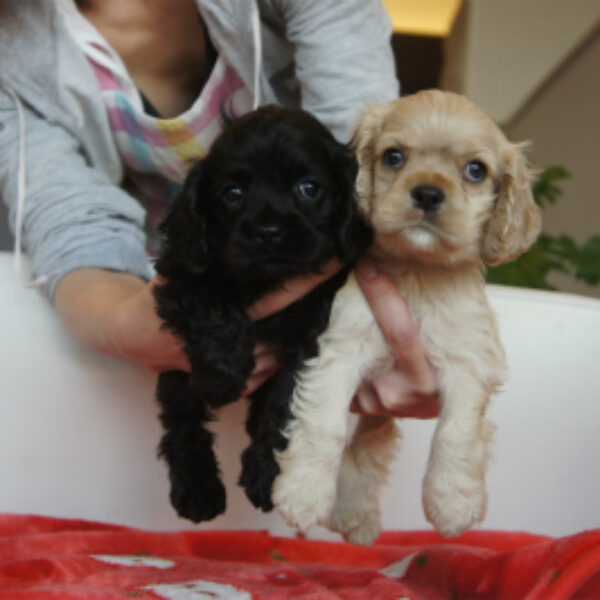 愛犬ここあ　専用出品 犬 あごのせ枕 ペット あごのせクッション 快適サポート あご