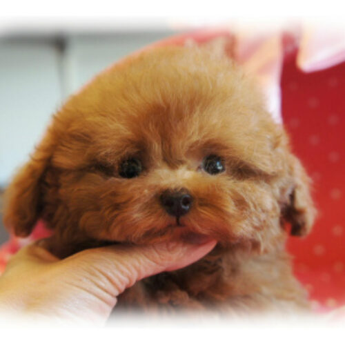 トイプードル・アロマ・１