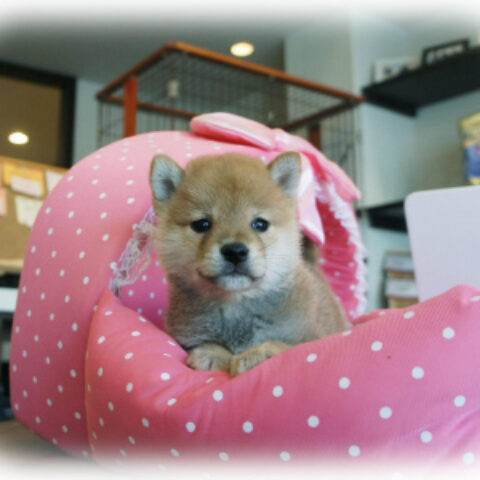 柴犬・如月・１