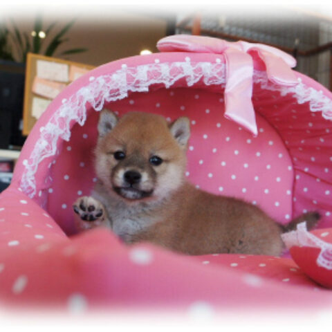 柴犬・如月・２