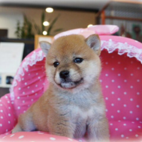 柴犬・如月・３