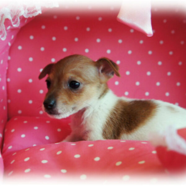 チョコちゃん様♥️ジャックラッセルテリア  日本昔ばなしオブジェ♡ チョコちゃん様♥️ジャックラッセルテリア 日本昔ばなしオブジェ