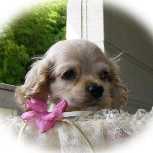 アメリカン･コッカーの子犬・サンバー１