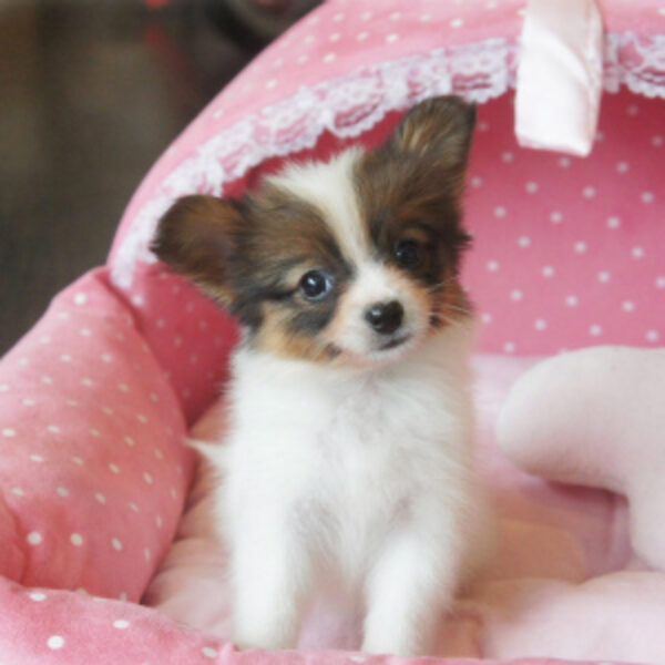 □すぬさま専用愛犬パピヨンちゃんミニチュアオーダー確認用ページ□ハンドメイド雑貨 パピヨン・セーヌ・1 | 【公式】子犬のブリーダー・ミニチュア