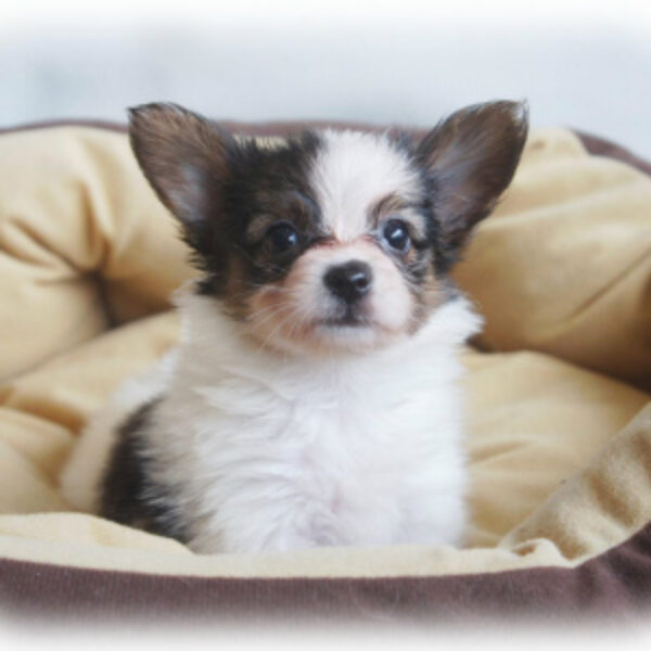 パピヨン・海・1 | 【公式】子犬のブリーダー・ミニチュア