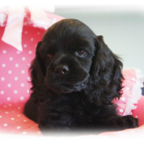 アメリカンコッカー・スパニエル・1 | 【公式】子犬のブリーダー