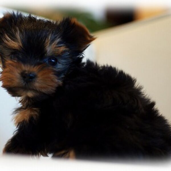 ヨークシャーテリア・たんぽぽ2 | 【公式】子犬のブリーダー