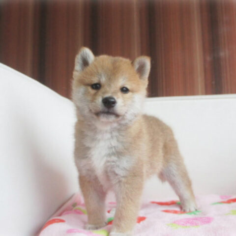 柴犬・ののこ・２