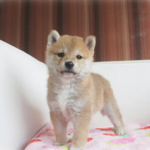 柴犬・ののこ・２
