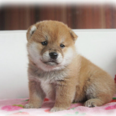 柴犬・卯月・１