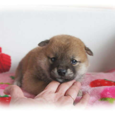 柴犬・卯月・２