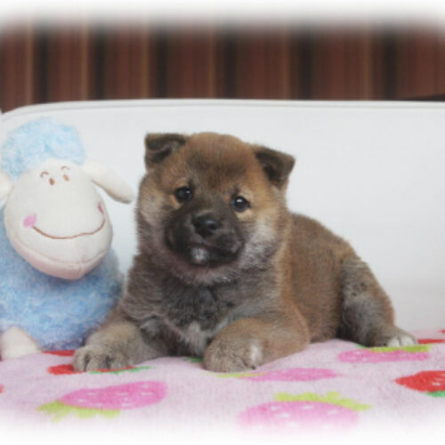 柴犬・皐月・１