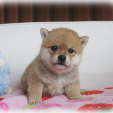 柴犬・小町・１