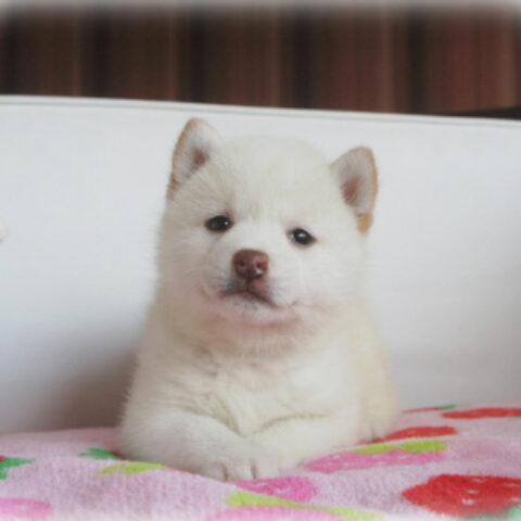 柴犬・小町・２