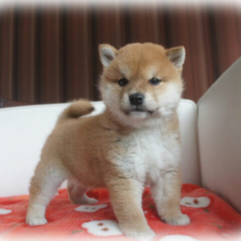 柴犬・紅椿・１