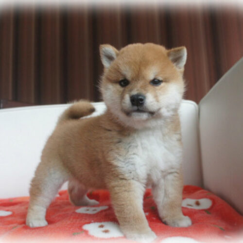 柴犬・紅椿・１