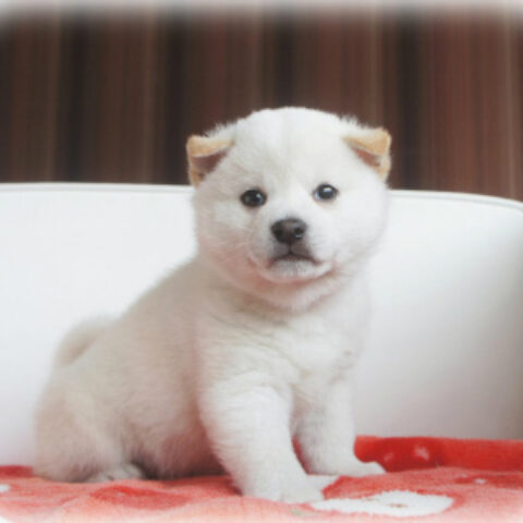 柴犬・紅椿・２