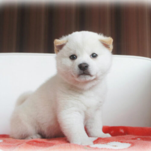 柴犬・紅椿・２