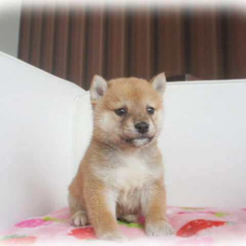 柴犬・葉月・２
