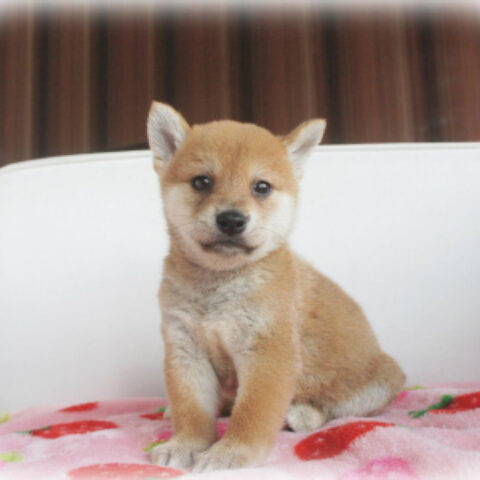 柴犬・葉月・３