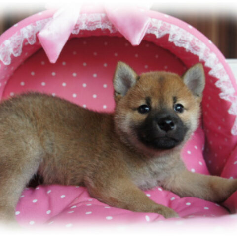 柴犬・茜・１