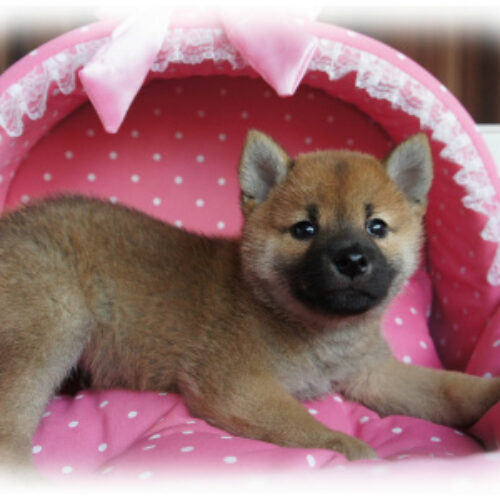 柴犬・茜・１