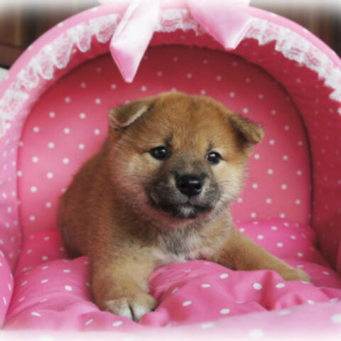 柴犬・茜・２