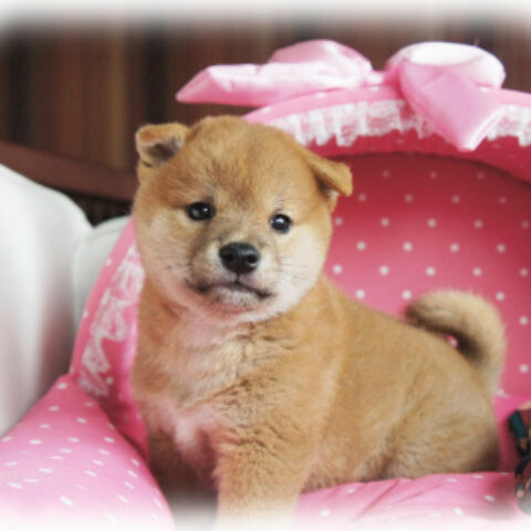 柴犬・睦月・１