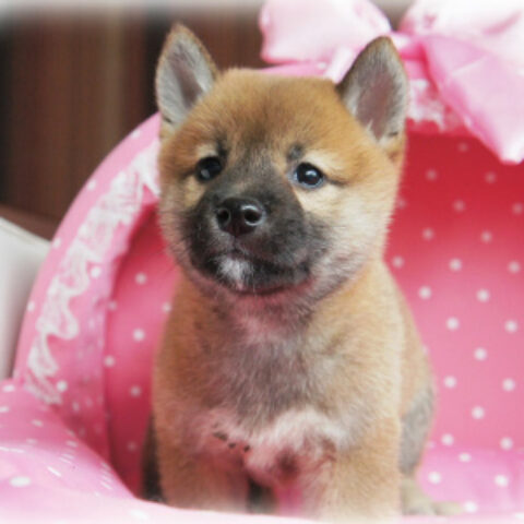柴犬・文月・１