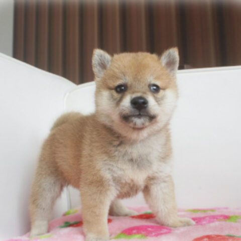 柴犬・葉月・１