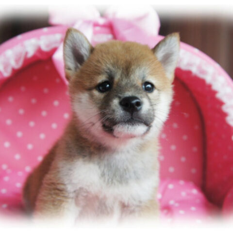 柴犬・文月・３