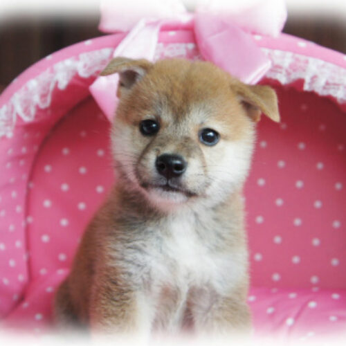 柴犬・文月・２