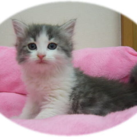 ノルウェイジャン フォレスト キャット