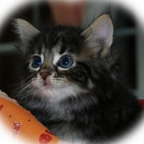 ノルウェージャン・フォレスト・キャット・フィガロ・１