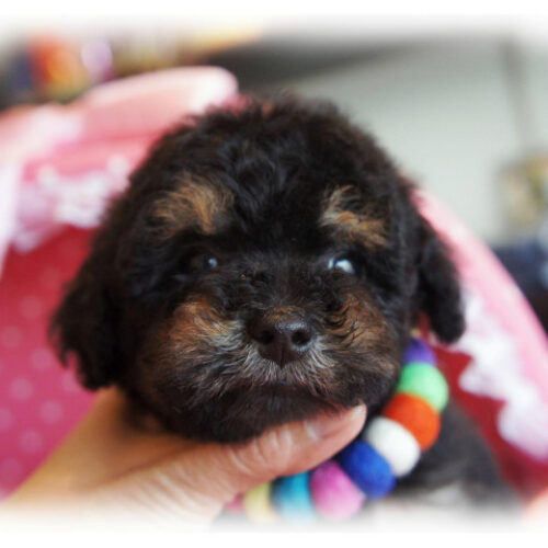 トイプードル・シルク・３