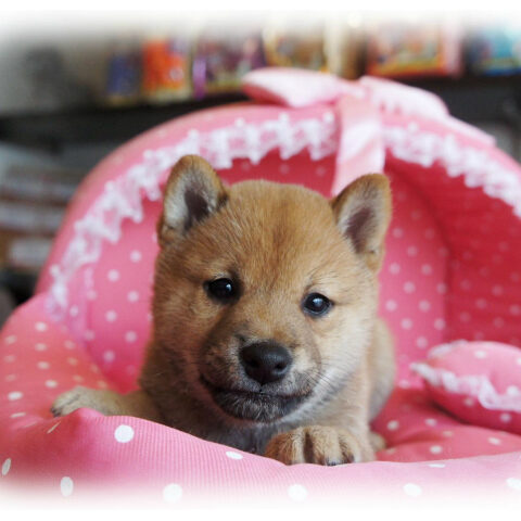 柴犬・弥生・２
