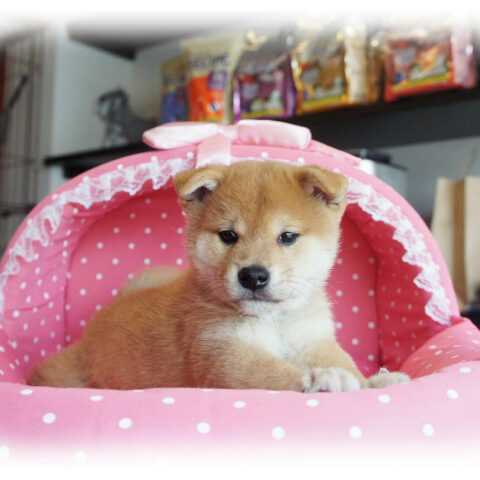 柴犬・茜・１