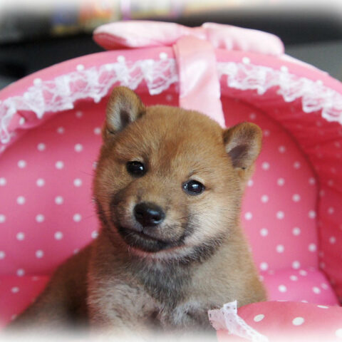 柴犬・弥生・１