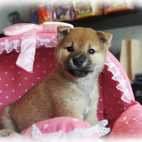 柴犬・茜・２
