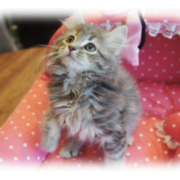 ノルウェージャンフォレストキャット・1 | 【公式】子犬のブリーダー