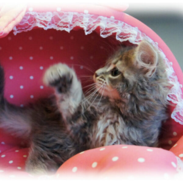 ノルウェージャンフォレストキャット・1 | 【公式】子犬のブリーダー