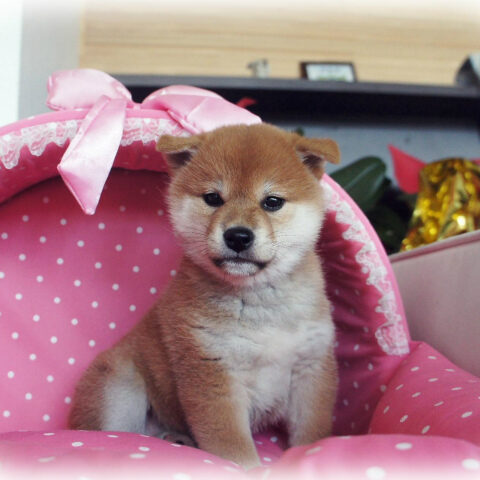 柴犬・紅椿・１
