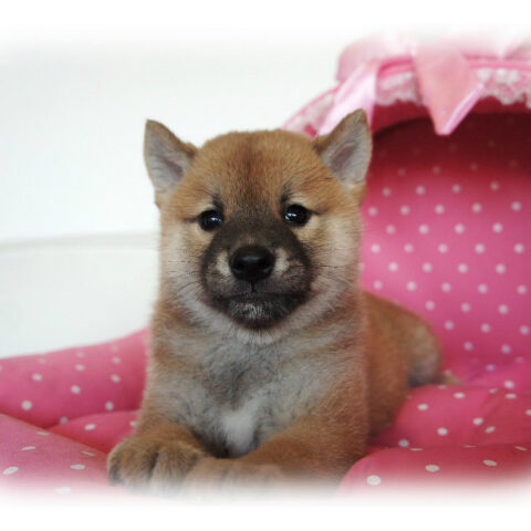 柴犬・卯月・１