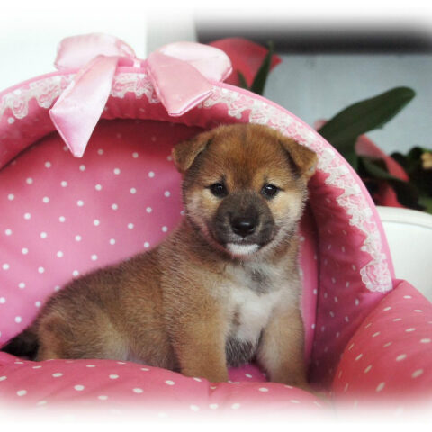 柴犬・卯月・２