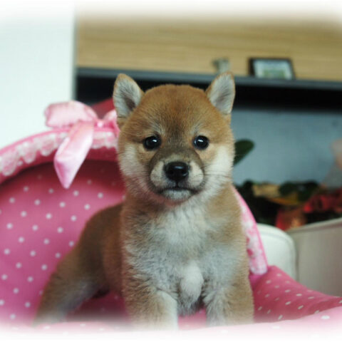 柴犬・卯月・３