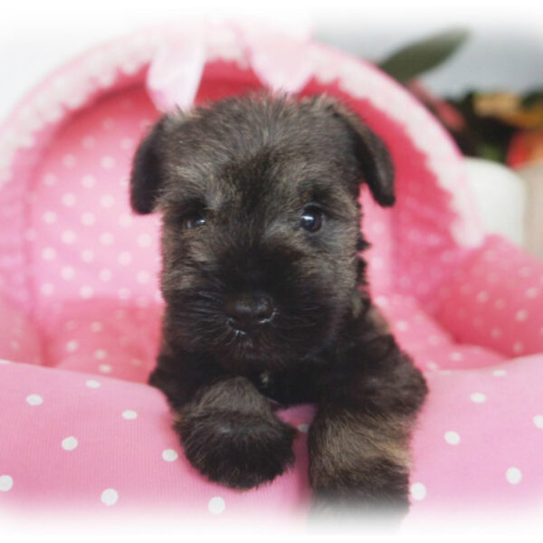 ミニチュアシュナウザー・ベリーベリー・1 | 【公式】子犬の